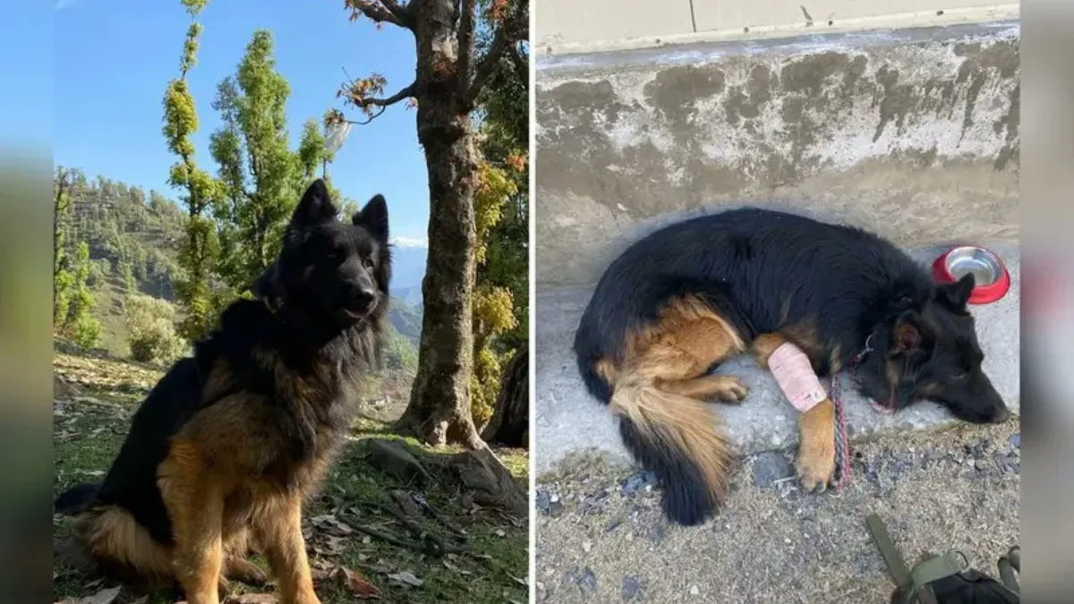 Sniffer Dog tayson- India TV Hindi