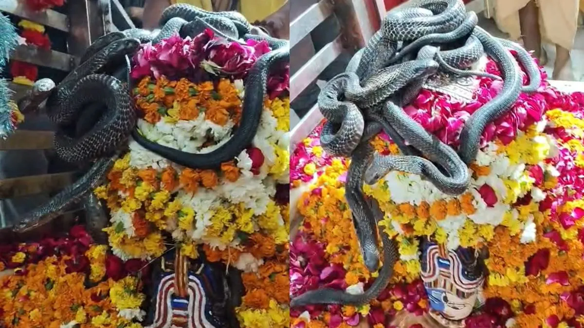 kanpur snake temple- India TV Hindi
