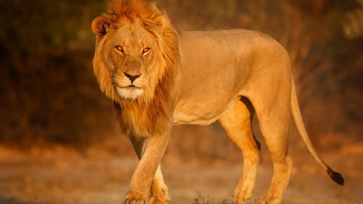 Lion Photo Vastu- India TV Hindi