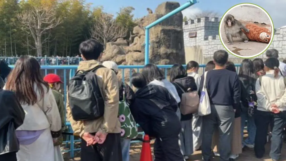 Ichikawa City Zoo,Punch Monkey Japan,Punch Monkey video,Animal welfare japan,Japan,monkey viral vide- India TV Hindi