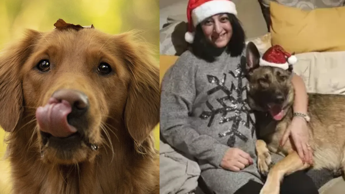 कुत्ते के चाटने से सेप्सिस- India TV Hindi