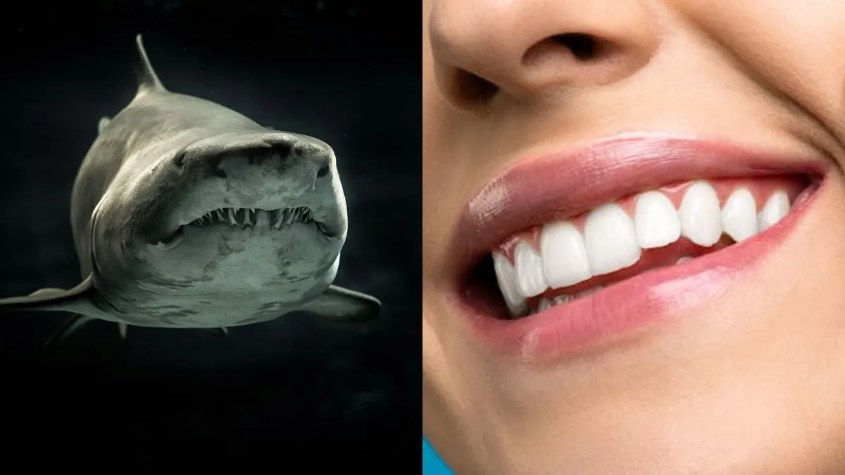 Shark teeth vs human teeth, interesting teeth facts, amazing teeth facts- India TV Hindi