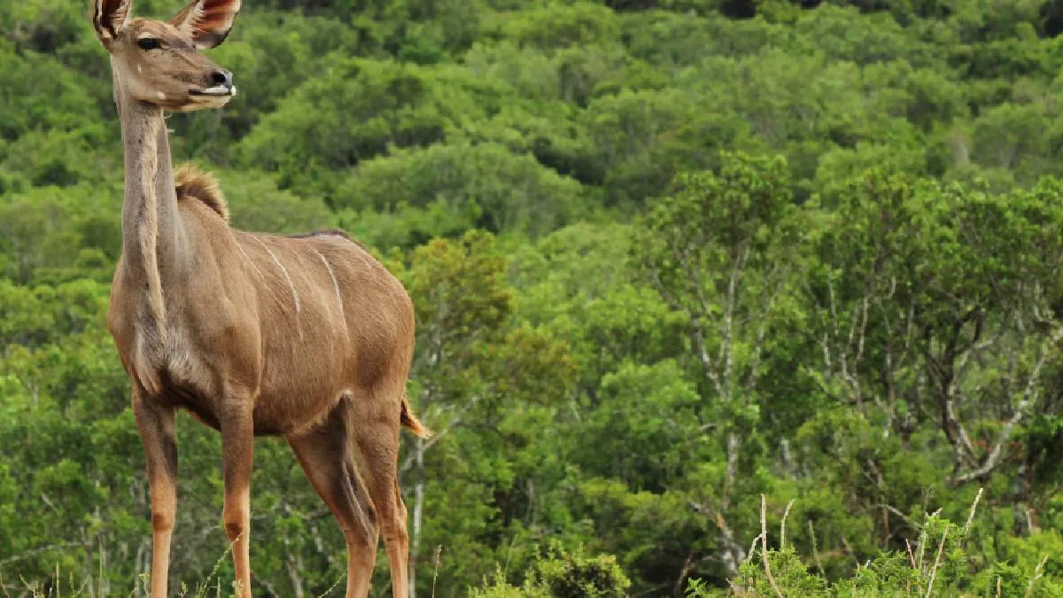 सांकेतिक तस्वीर- India TV Hindi