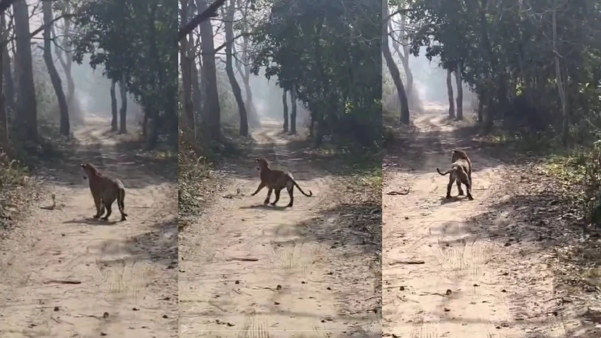 कोबरा और बाघ की लड़ाई - India TV Hindi