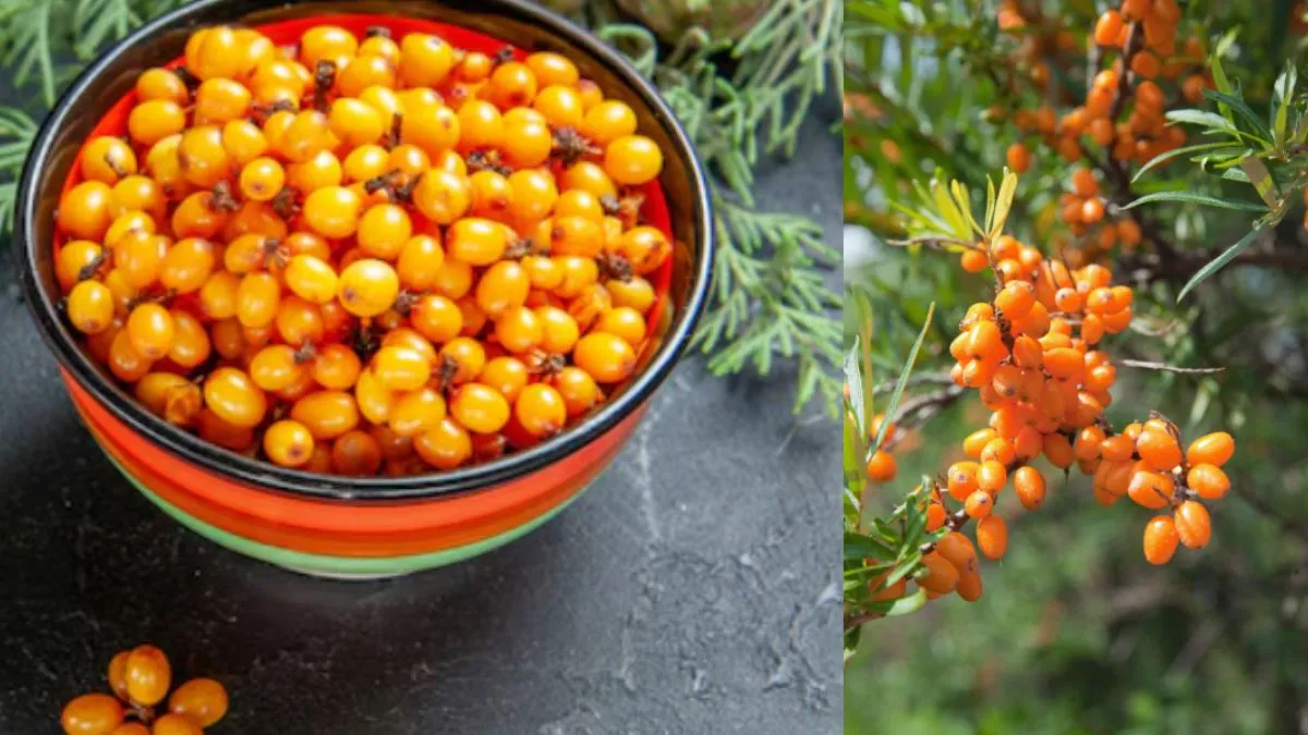 कैंसर के खतरे को कम करता है सी बकथॉर्न- India TV Hindi