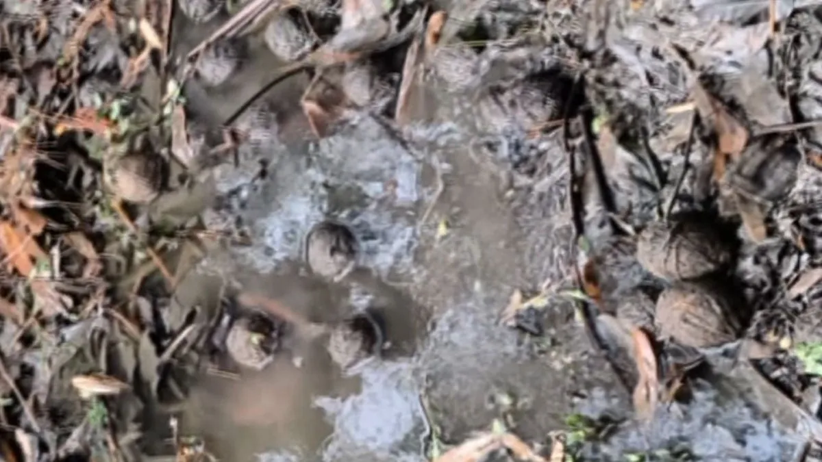 84 crude bombs- India TV Hindi