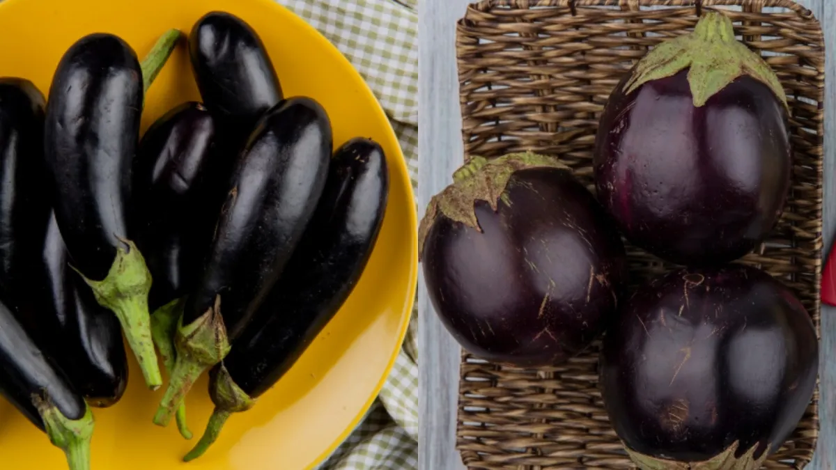 लंबा बैंगन या गोल बैंगन- India TV Hindi