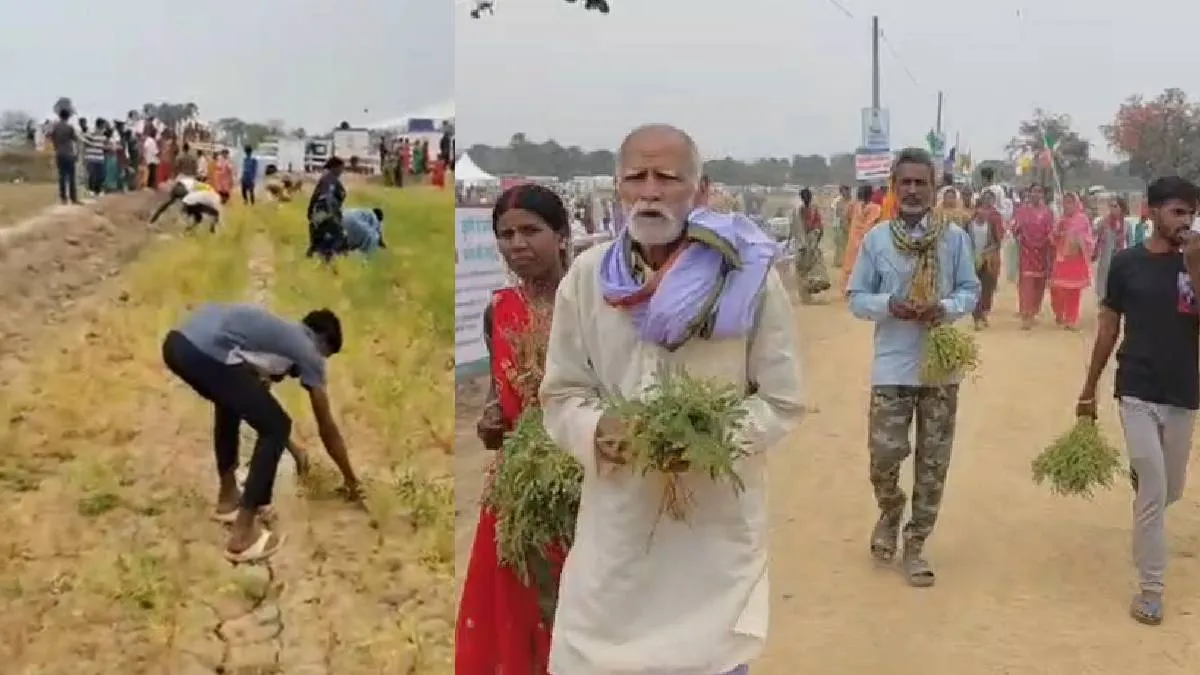 खेत से हरे चने को तोड़कर ले जाते लोग- India TV Hindi