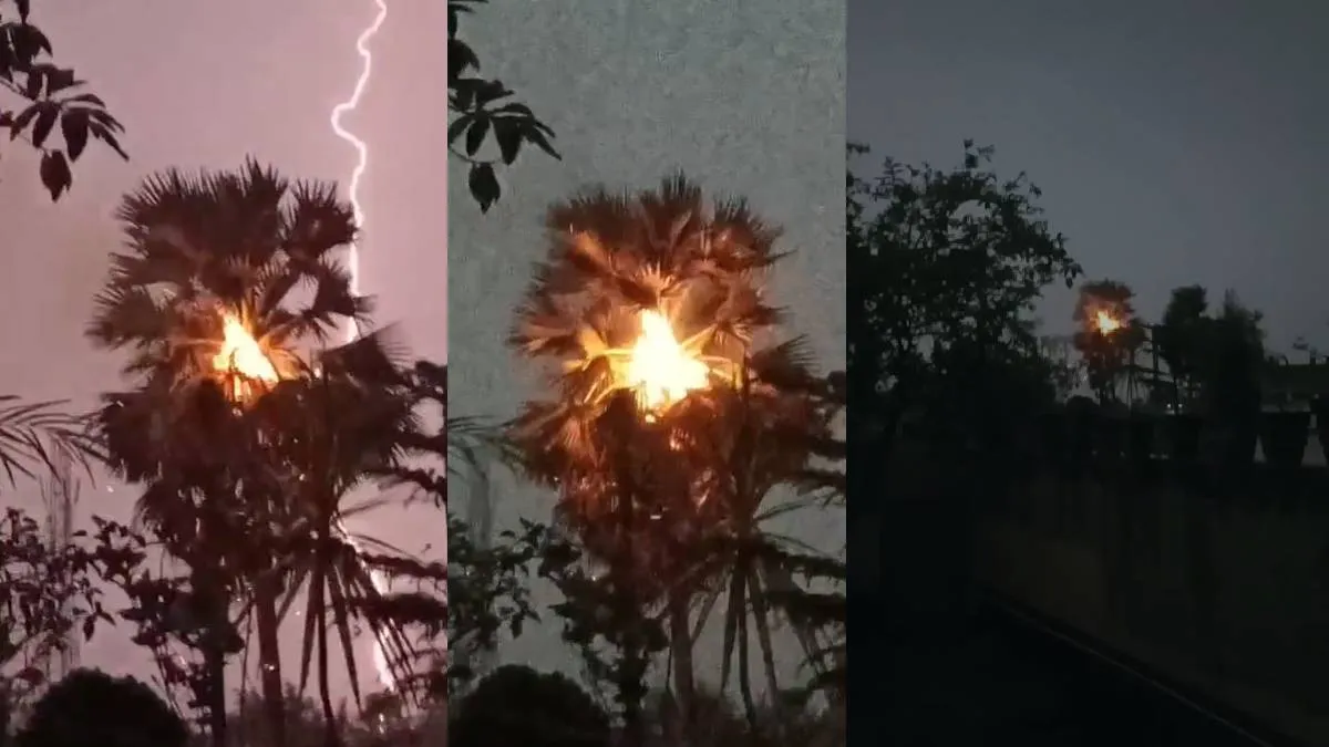 ताड़ के पेड़ पर वज्रपात से लगी आग - India TV Hindi
