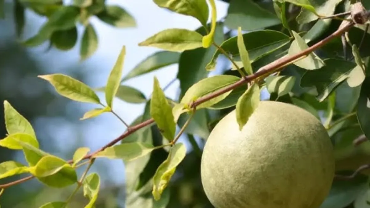 बेल पत्र के पत्ते- India TV Hindi