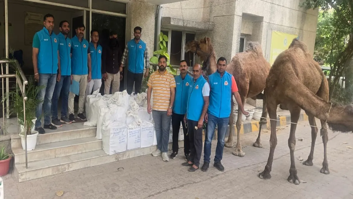 liquor smuggling by camels- India TV Hindi