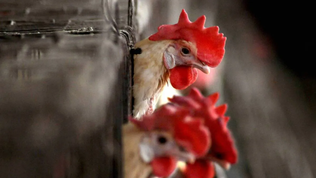 सांकेतिक तस्वीर- India TV Hindi