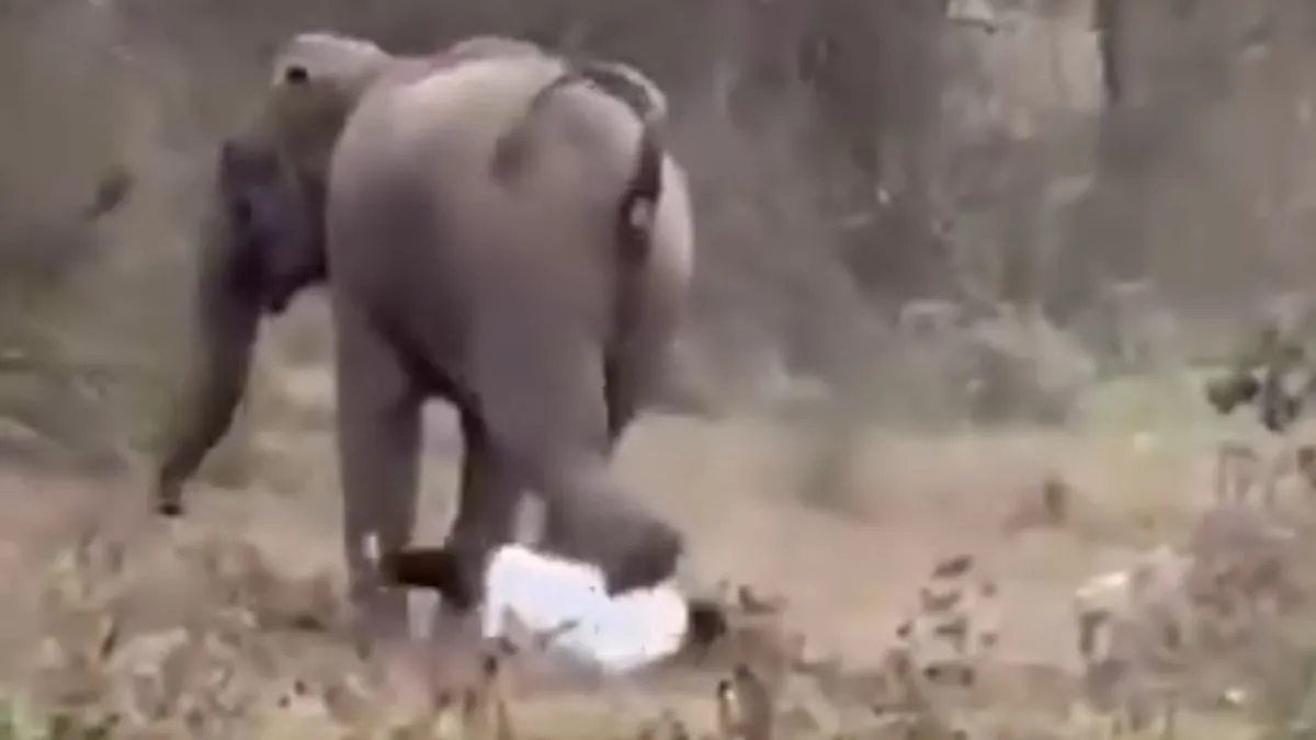 elephant attack Odisha, Dhenkanal elephant incident, wild elephant attack India- India TV Hindi