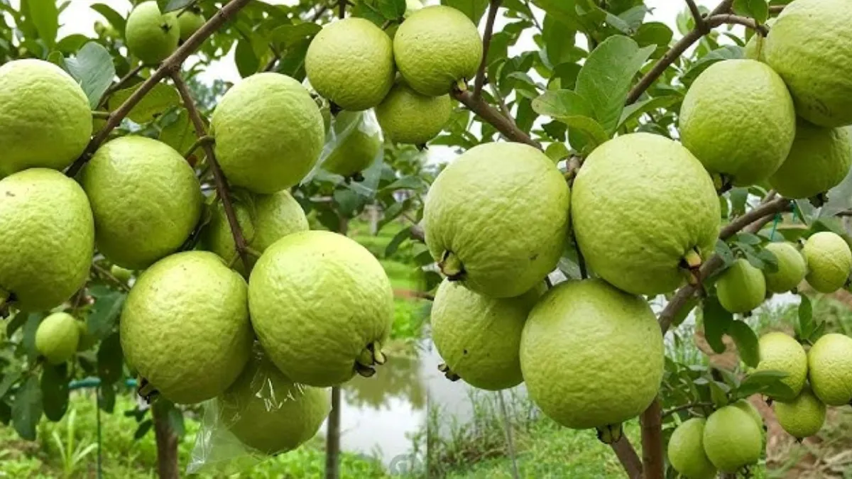 मीठे-प्राकृतिक अमरूद की पहचान- India TV Hindi