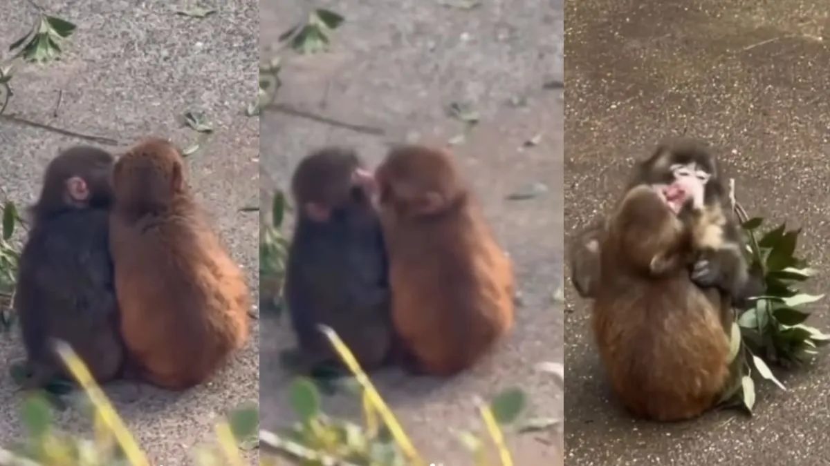  Japans viral punch monkey video, punch monkey video, aaj ka viral video, punch, monkey, japan, vide- India TV Hindi