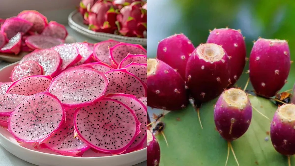 कैक्टस फ्रूट और ड्रैगन फ्रूट - India TV Hindi