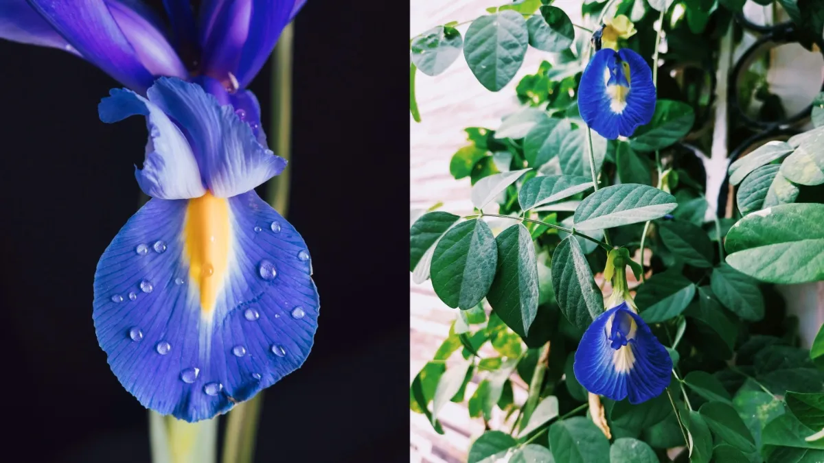 अपराजिता - India TV Hindi