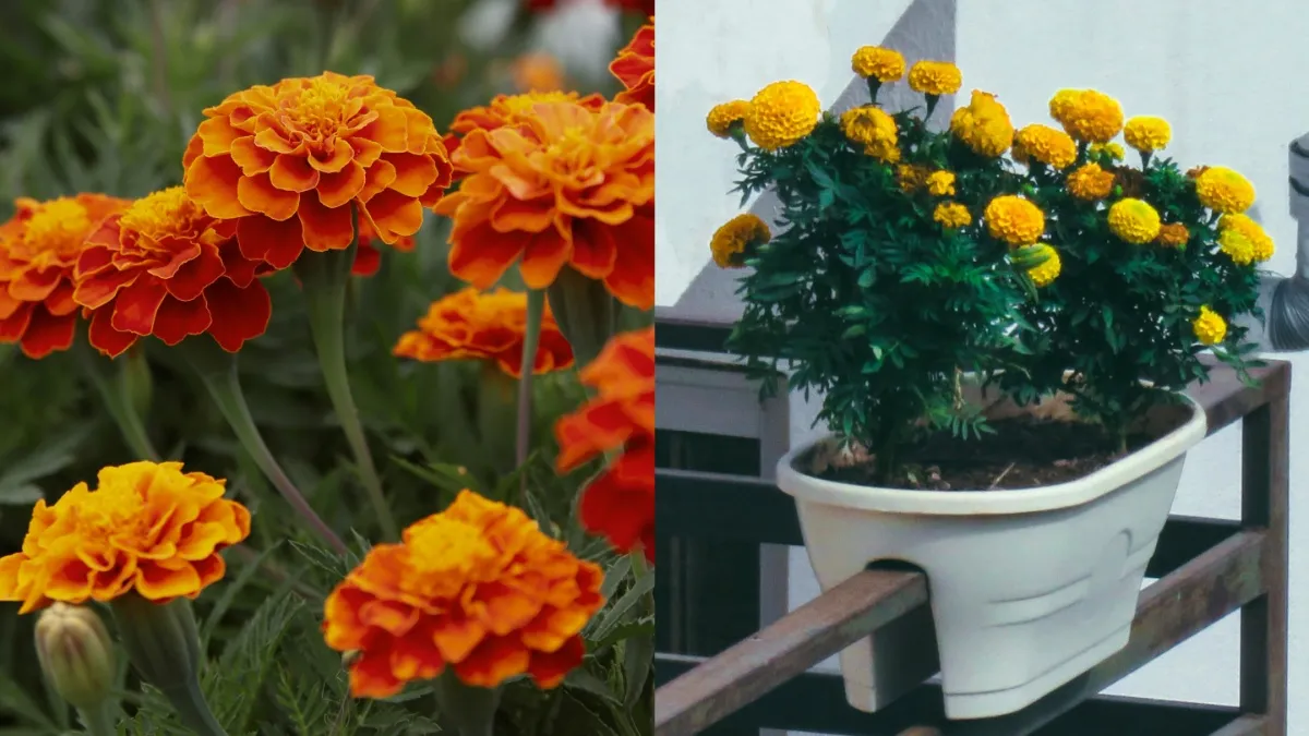 गेंदा के फूल- India TV Hindi