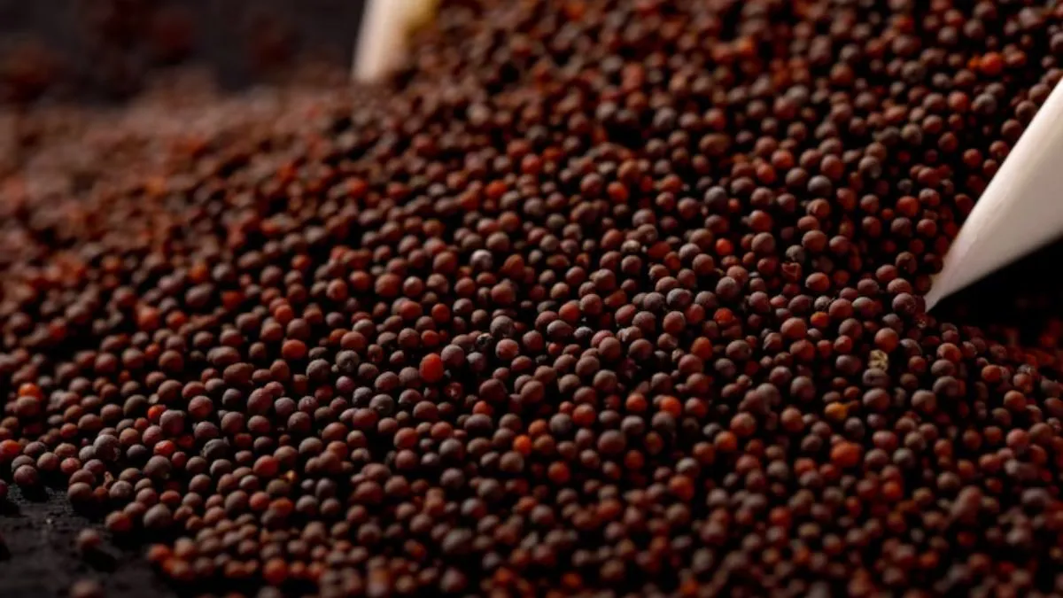 Mustard, Mustard procurement, Mustard procurement in haryana, haryana, wheat, wheat procurement, whe- India TV Hindi