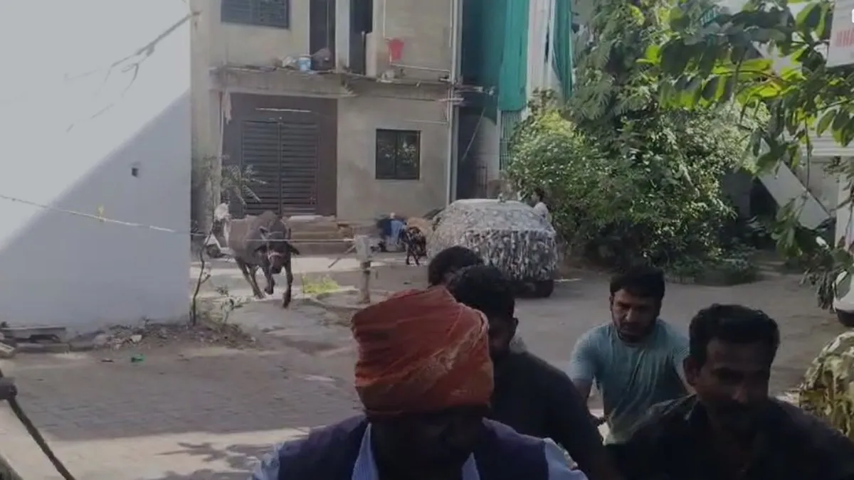 nagpur buffalo attack- India TV Hindi