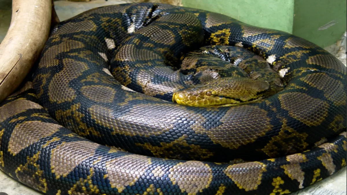 अजगर के खून से मोटापा घटाने का दावा- India TV Hindi