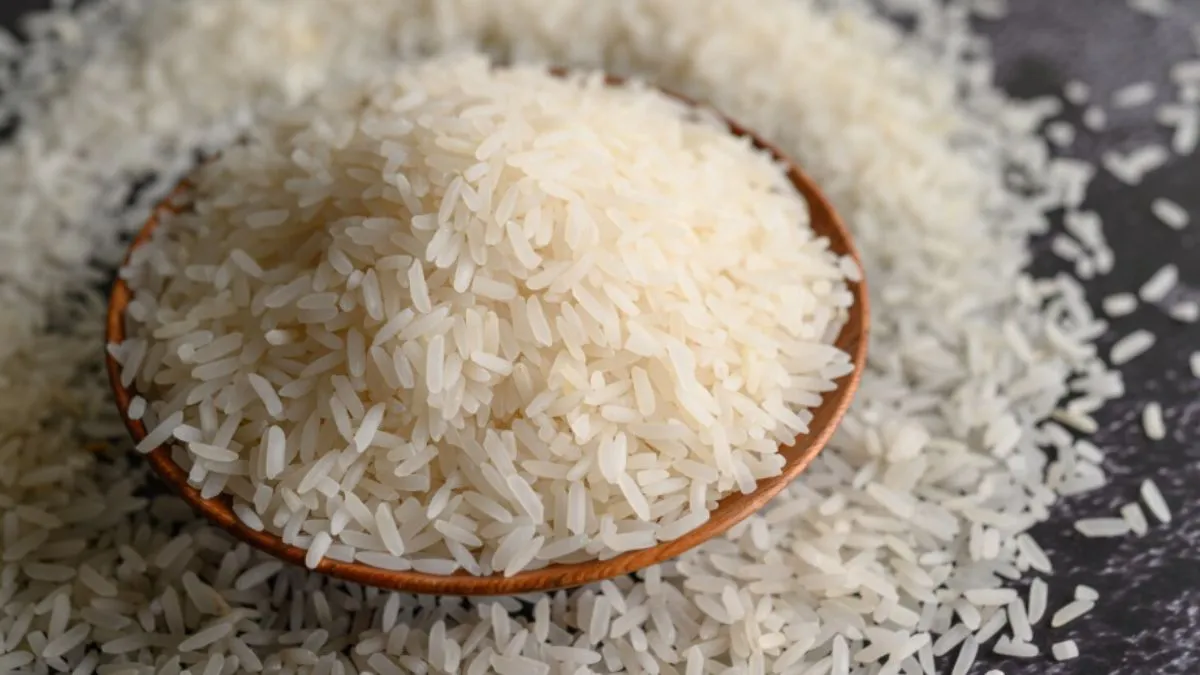 Sharbati Rice, Sharbati Chawal, Sharbati Rice Crop, Rice Crop, Rice Variety in India, Rice Productio- India TV Hindi
