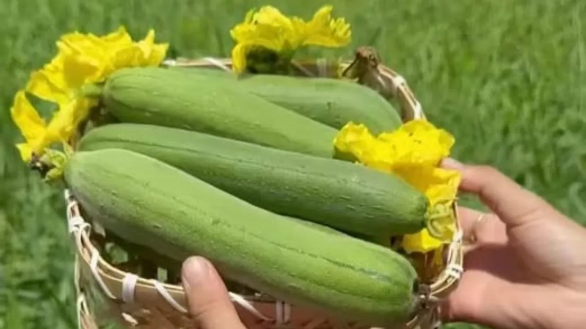 What is Taroi and Nenua,Taroi and Nenua, Turai and Nenua What is Ridge Gourd, Turai, Benefits, Uses,- India TV Hindi