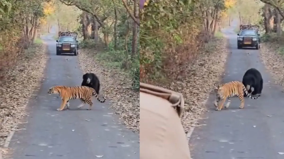 Tiger vs Bear fight video- India TV Hindi