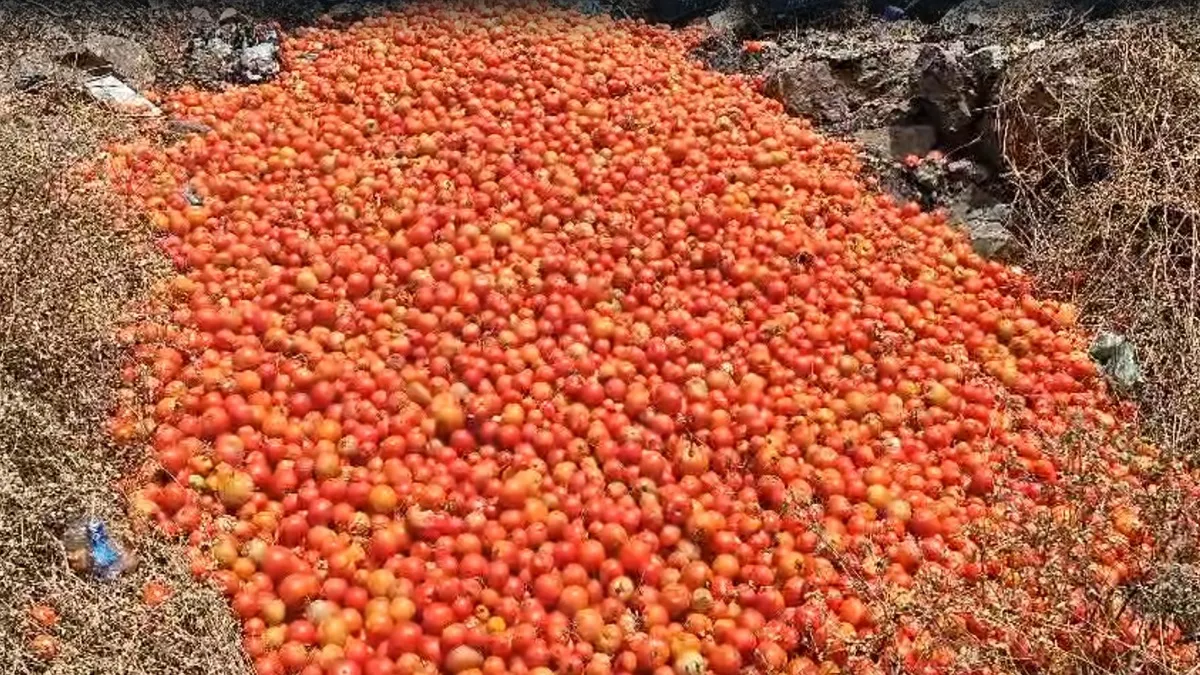 tomato- India TV Hindi