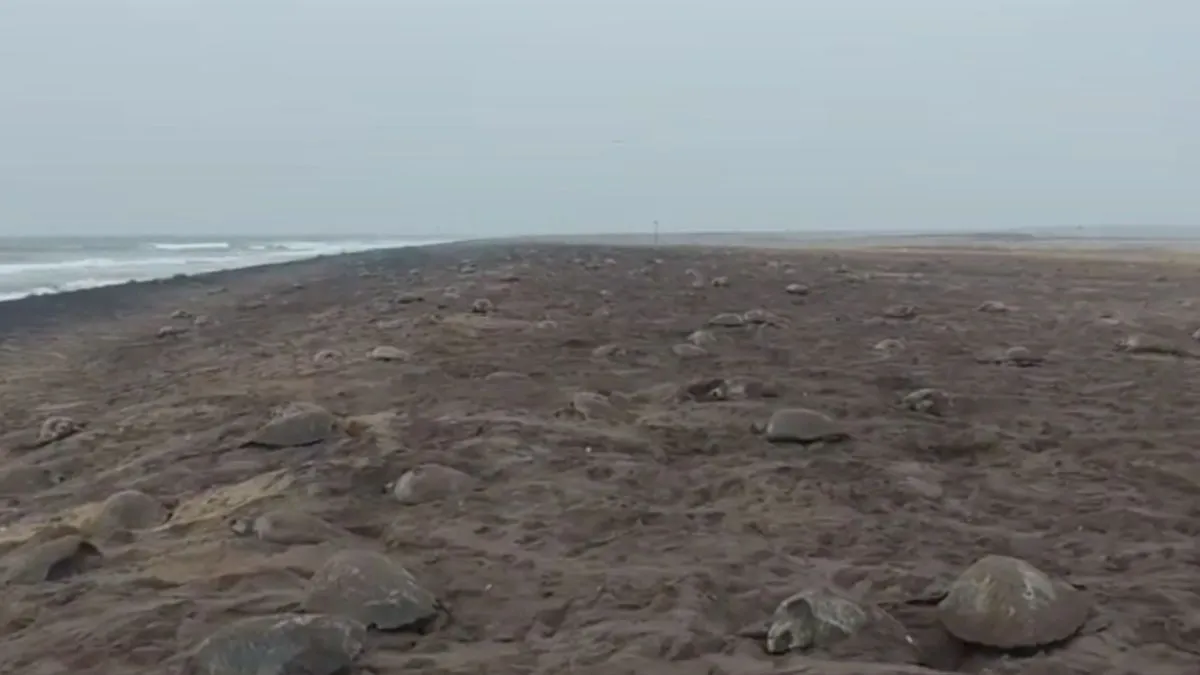 turtles- India TV Hindi