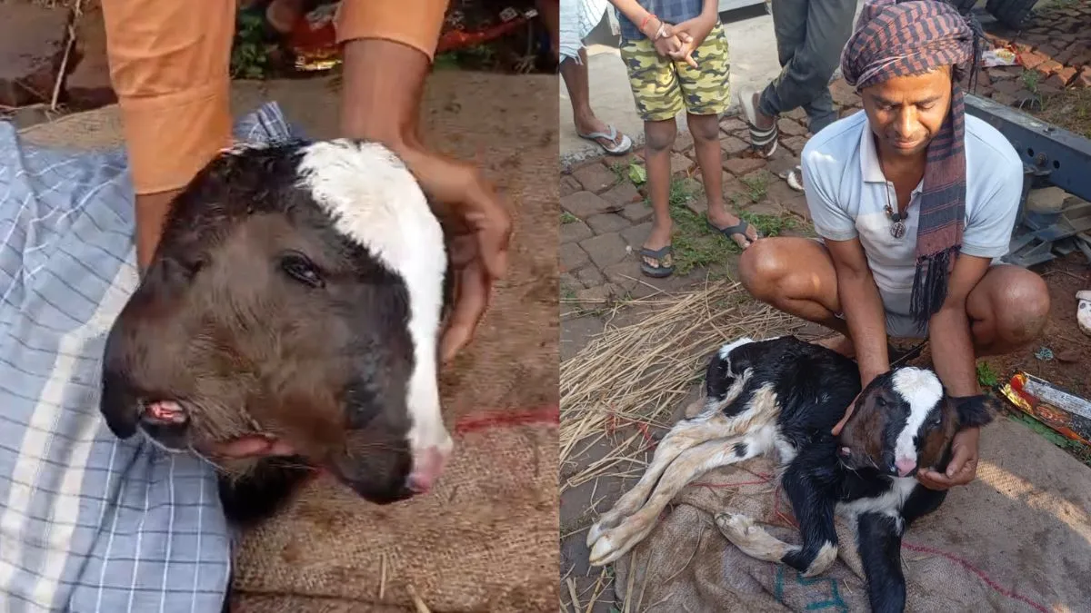 दो मुंह और चार आंखों वाला बछड़ा। - India TV Hindi