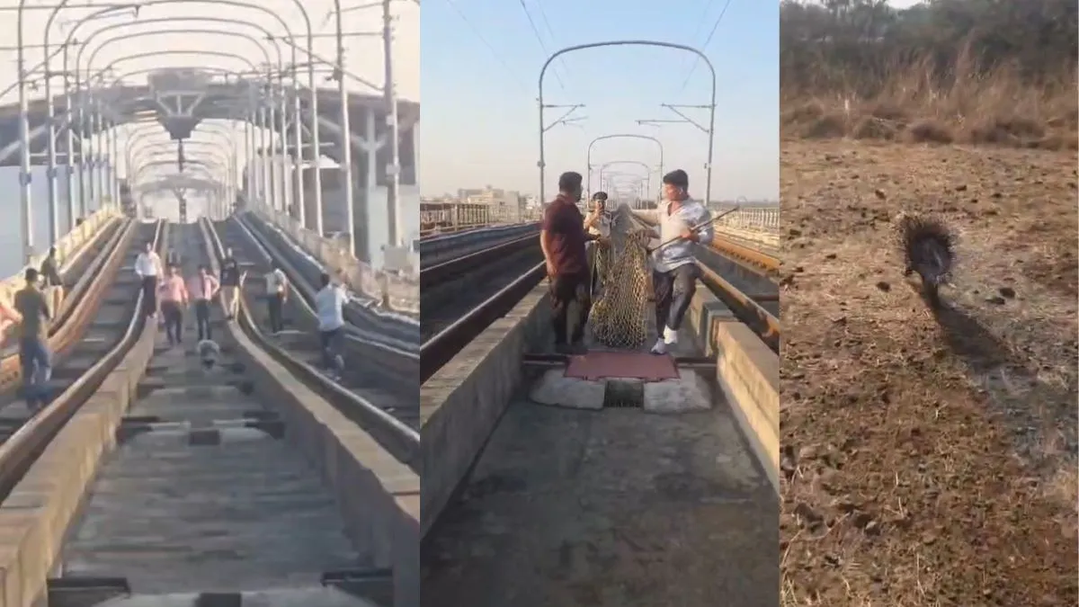 साही को रेस्क्यू कर जंगल में छोड़ा।- India TV Hindi