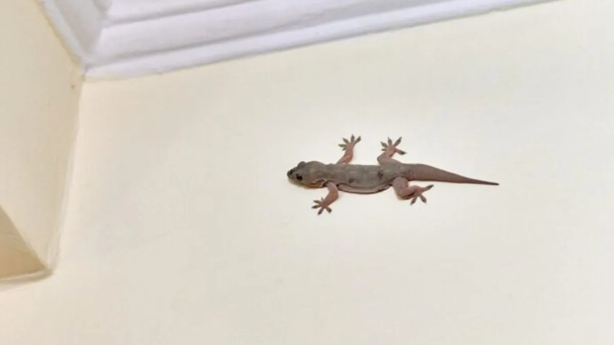 बिना मारे छिपकलियों को कैसे भगाएं? - India TV Hindi