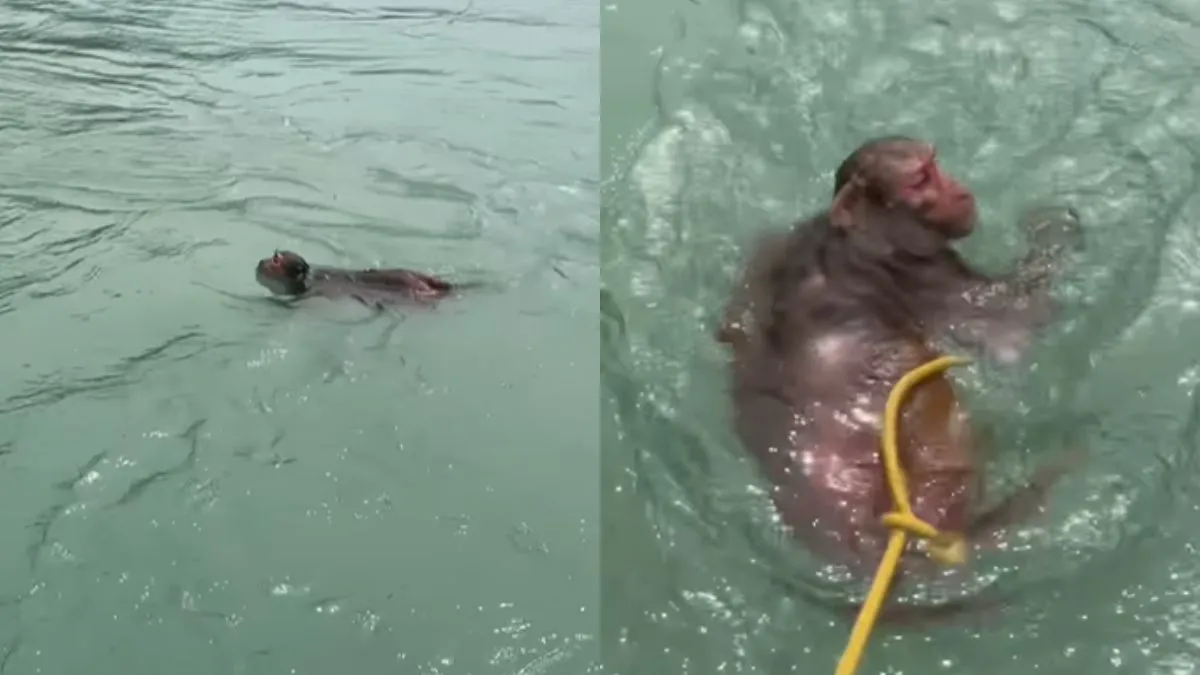 Monkey Rescue- India TV Hindi