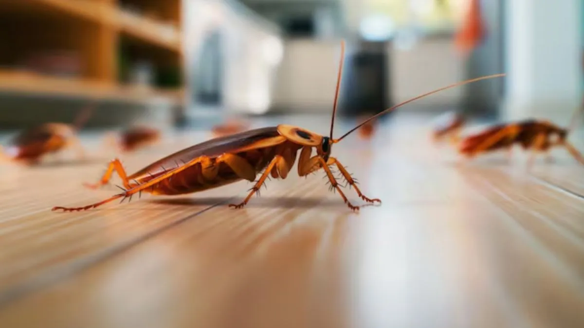 कॉकरोच भगाने के घरेलू उपाय- India TV Hindi