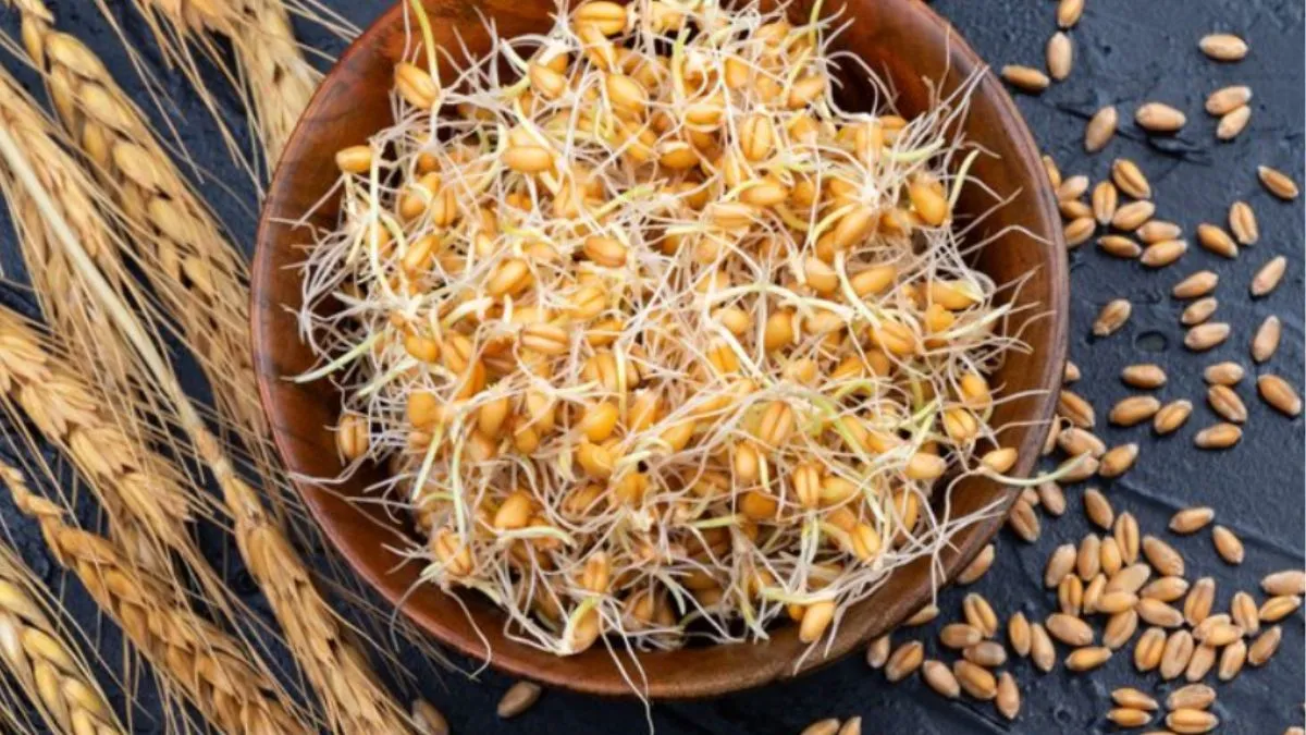 रोज सुबह अंकुरित गेहूं खाने से क्या होता है?- India TV Hindi