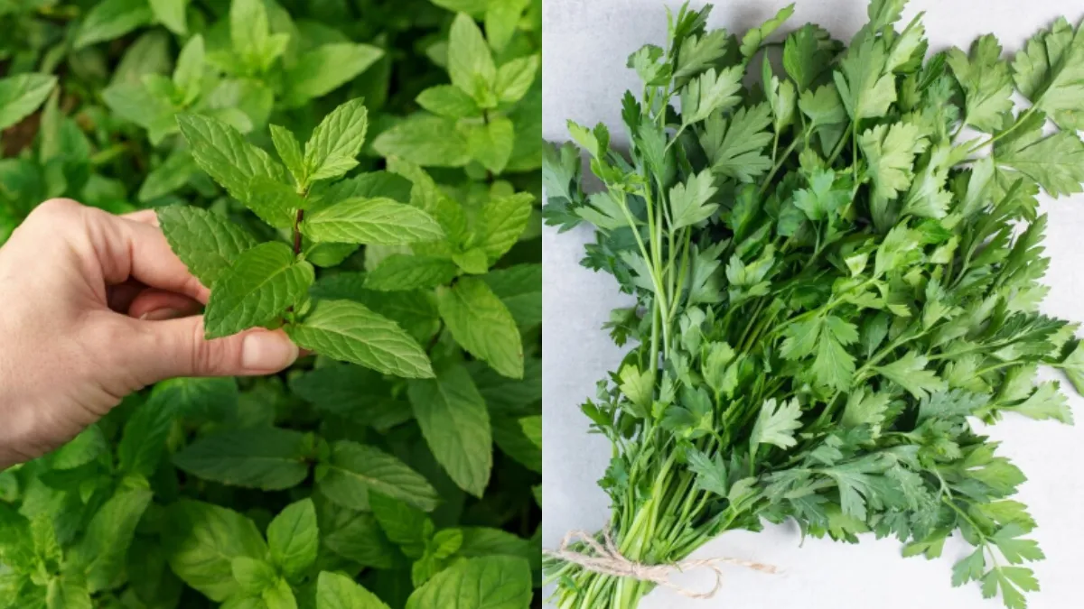 पुदीना/धनिया- India TV Hindi