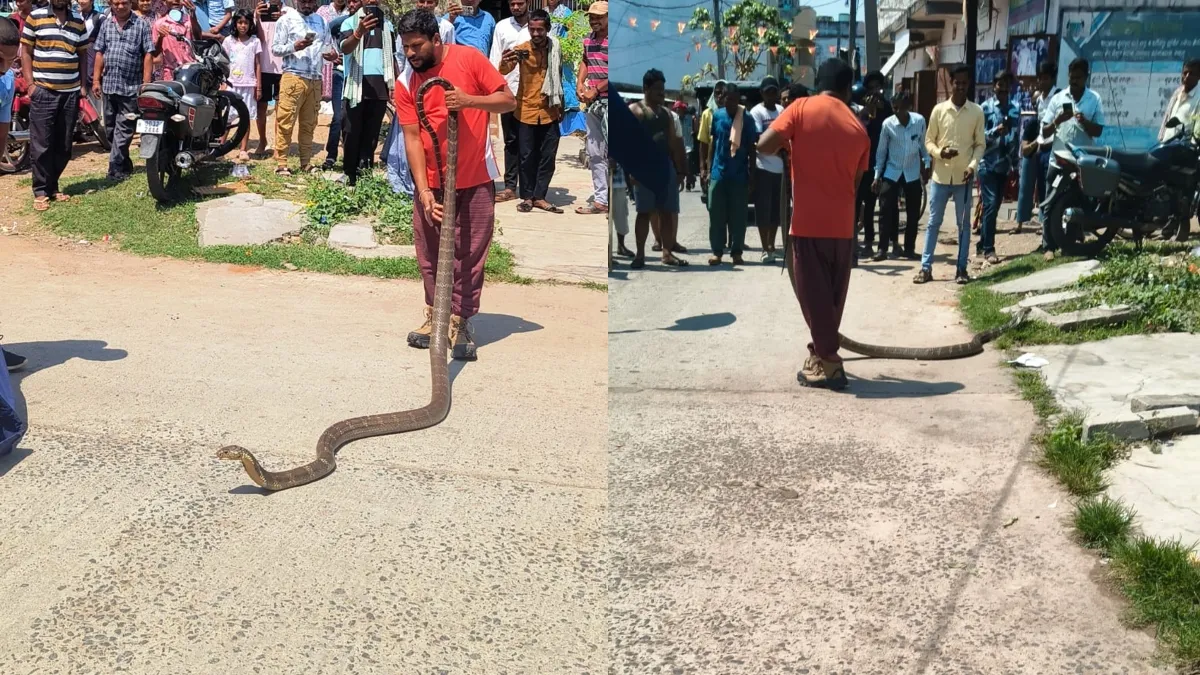 12 feet long king kobra snake viral video- India TV Hindi