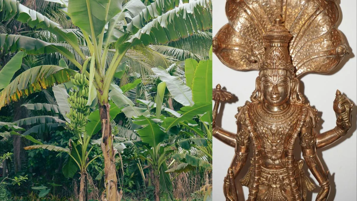 गुरुवार उपाय- India TV Hindi