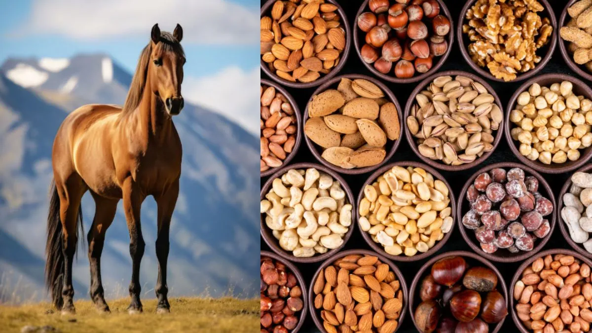 गर्मियों में खाएं ये ड्राई फ्रूट्स- India TV Hindi