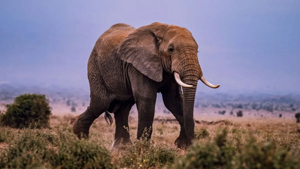 Elephant Communication Infrasound- India TV Hindi