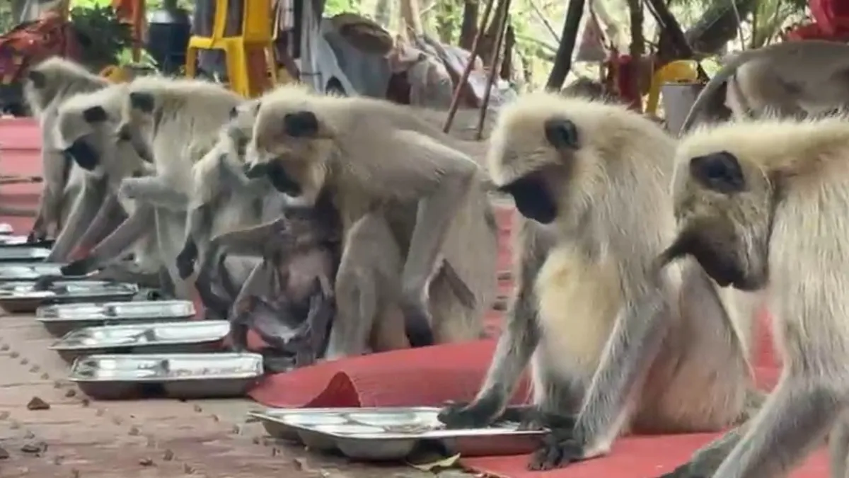 feast of sweets arranged for the Vanar Sena- India TV Hindi