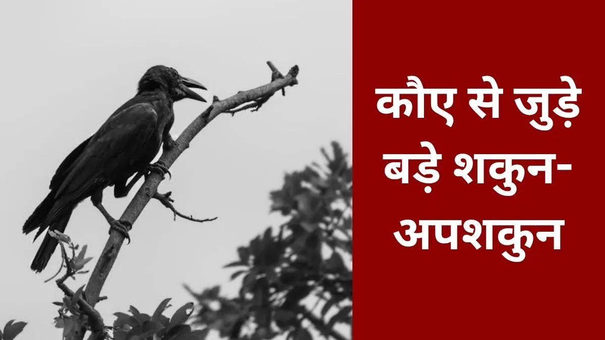 Crow Omens Good and Bad Signs- India TV Hindi