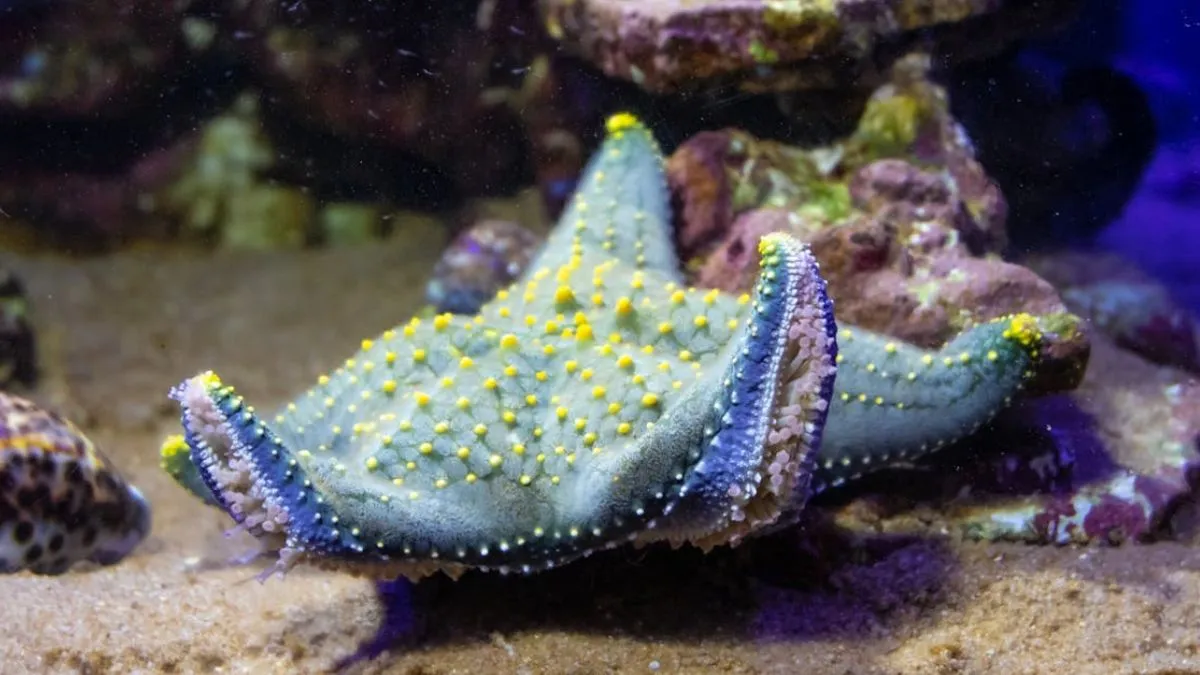 starfish facts- India TV Hindi