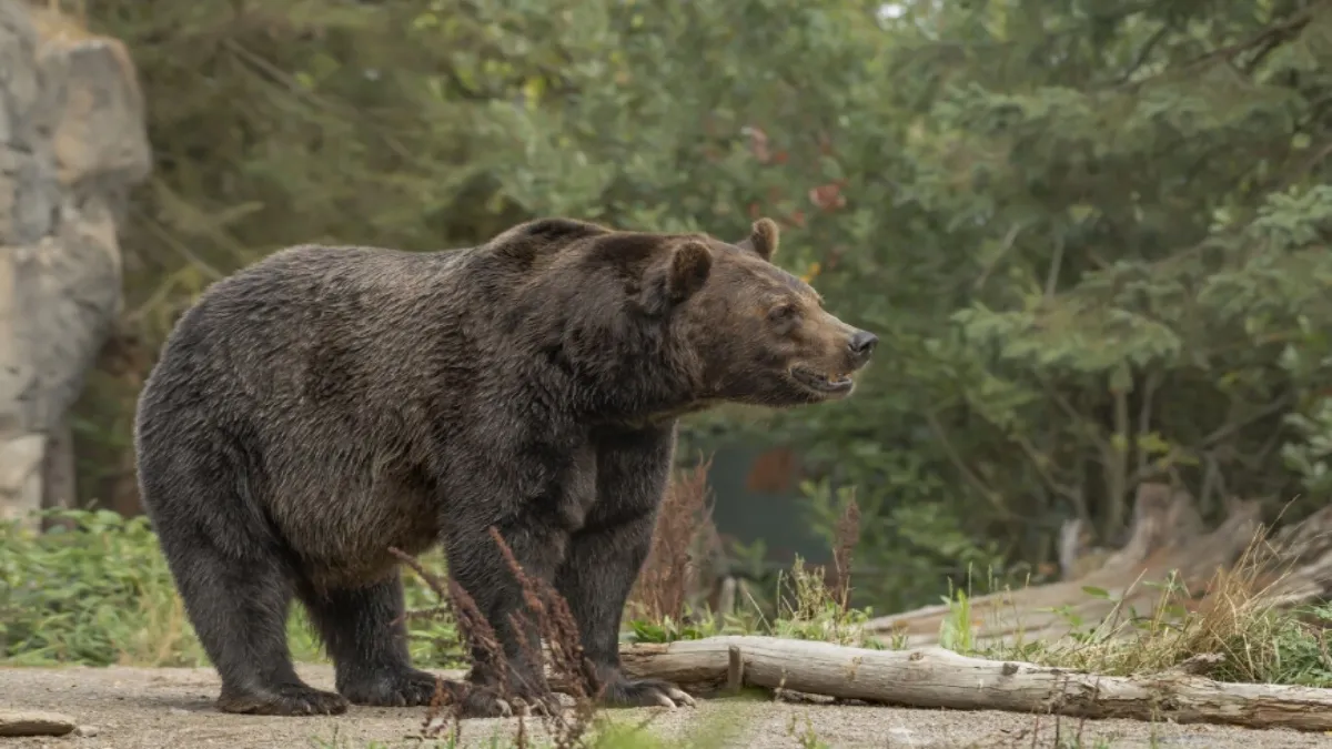 सांकेतिक तस्वीर- India TV Hindi