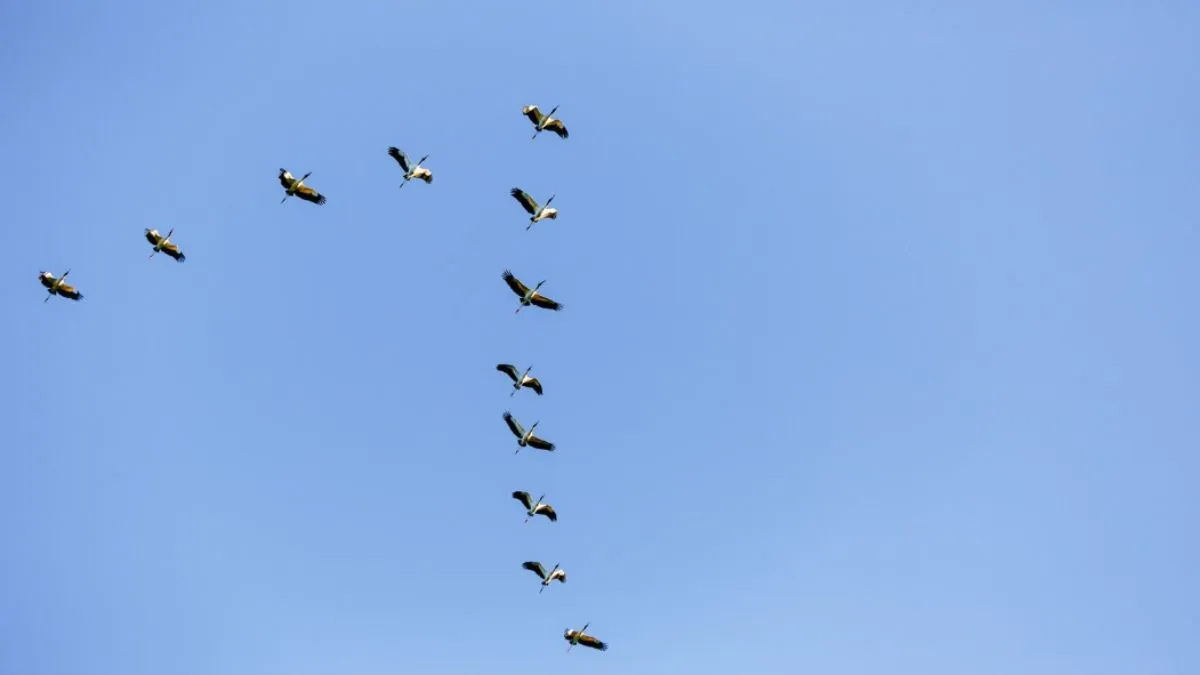 why birds fly in V shape, birds fly in V shape, why birds fly in v formation, birds v shape fly, v s- India TV Hindi
