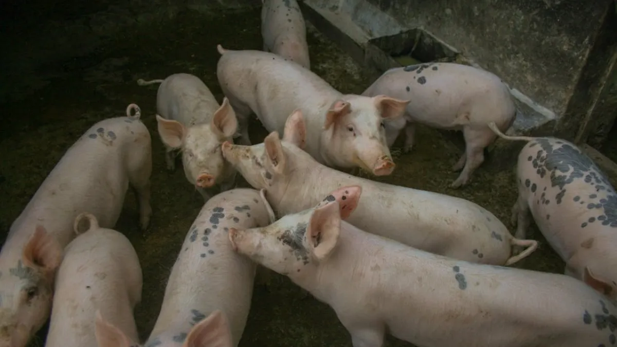 chhatisgarh durg pigs swine fever- India TV Hindi
