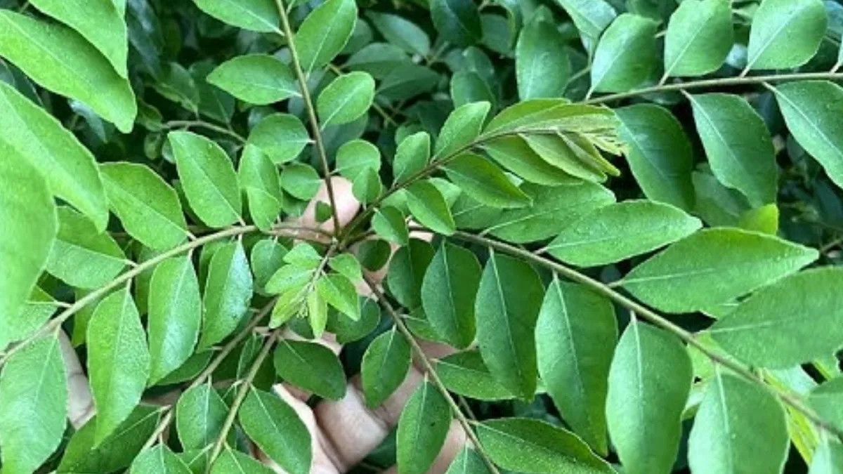 करी पत्ते का पौधा उगाने का तरीका- India TV Hindi