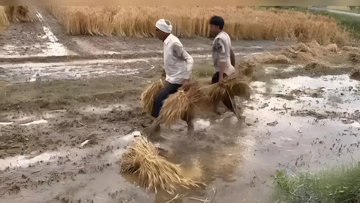 बारिश के फसलें खराब...- India TV Hindi