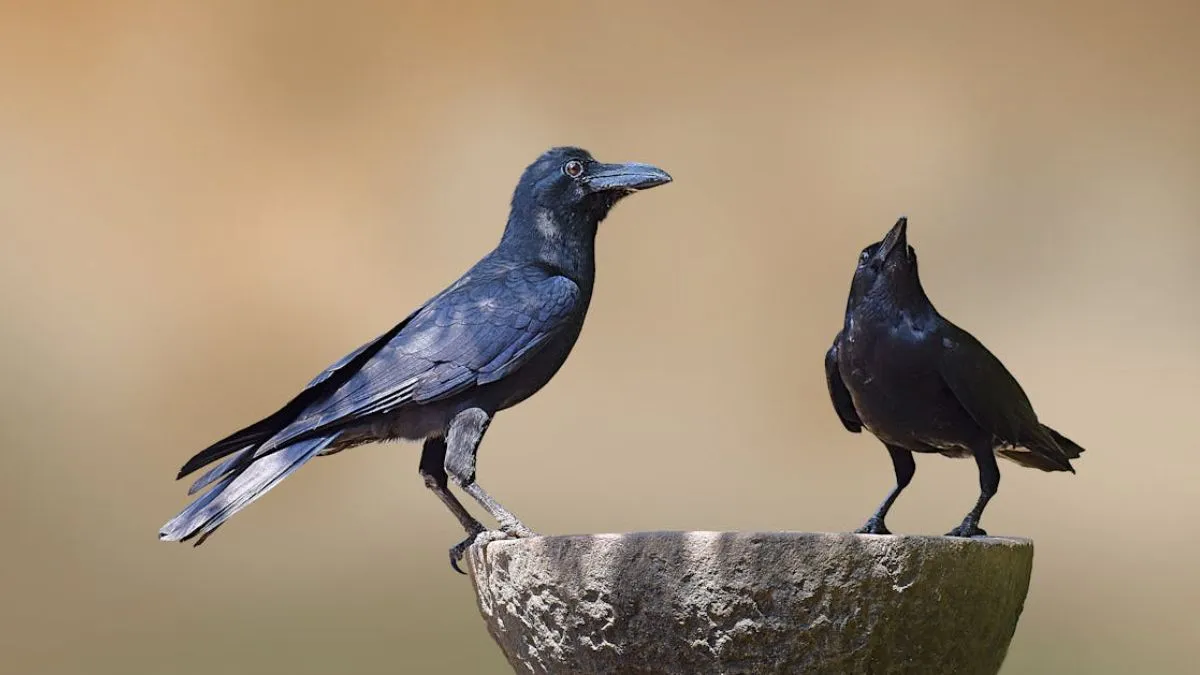 Crow Behavior Science- India TV Hindi